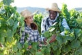 Winemakers checking grapes quality Royalty Free Stock Photo