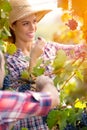 Winemakers checking grapes quality