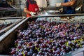 Winemakers farmers making wine of grape in traditional winepress Royalty Free Stock Photo