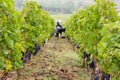 Winemakers Grape harvesting red grapes in the vineyard Saint emilion Bordeaux wine France