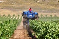 Winemakers using grape harvesting machinery in an automated way