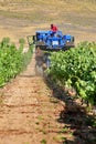 Winemakers using grape harvesting machinery in an automated way