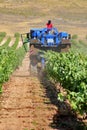 Winemakers using grape harvesting machinery in an automated way