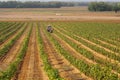 Winemakers at work to plant new rows of vines with rooted grafts, in a plain of north Italy