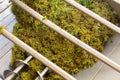 Bunches of green grapes crushed by industrial grape crusher machine in winery