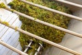 Bunches of green grapes crushed by industrial grape crusher machine in winery