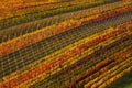 Winemaking in Europe. Geometrically Located Multi-Colored Autumn Rows Of Vineyards.Abstract Background With Autumn Colorful Vine. Royalty Free Stock Photo