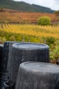 Winemaking in oldest wine region in world Douro valley in Portugal, plastic buckets for harvesting of wine grapes, production of