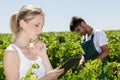 Winemarkers in vine rows checking grapes quality Royalty Free Stock Photo