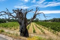 Winery in Barossa Valley in South Australia