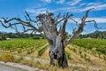 Winery in Barossa Valley in South Australia