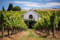 winery building set amongst vines