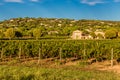 Winery Building and Vineyard-Provence,France