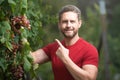 Winery estate. Grape farmer cutting grapes. Man harvesting grapes in vineyard, worker pick grapes, growing wine Royalty Free Stock Photo