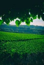 Winery grape fields in Italy.