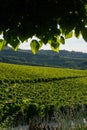 Winery grape fields from under a tree shadow.