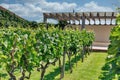 Winery grape garden closeup outdoor