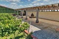 Winery grape garden closeup outdoor