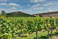 Winery grape garden in Ukraine