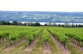 Winery grapevines grow under hot NYS Finger Lakes sunshine Royalty Free Stock Photo