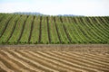 Winery and Hay Field Patterns Royalty Free Stock Photo