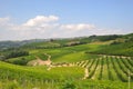 piemonte vineyards Barolo Langhe Alba italy Royalty Free Stock Photo