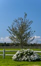 Winery Landscape