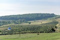 Winery landscape