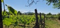 winery with one of the most beautiful views in Moravia, characteristic wines