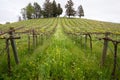 Winery in Sonoma Valley California During Spring Royalty Free Stock Photo