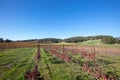 Winery Vineyard in rolling hills of Central California USA Royalty Free Stock Photo