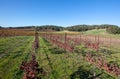 Winery Vineyard in rolling hills of Central California United Statesd Royalty Free Stock Photo