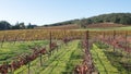 Vineyard in rolling hills of Central California United States Royalty Free Stock Photo