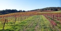 Winery Vineyard in rolling hills of Central California United Statesd Royalty Free Stock Photo