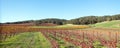 Winery Vineyard in rolling hills of Central California United Statesd Royalty Free Stock Photo