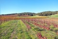 Winery Vineyard in rolling hills of Central California United Statesd Royalty Free Stock Photo