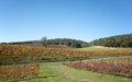 Winery Vineyard in afternoon sunlight in rolling hills of Central California United States Royalty Free Stock Photo