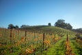 Winery Vineyard in green rolling hills after harvest Royalty Free Stock Photo