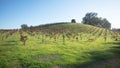 Winery Vineyard in rolling hills of Central California United Statesd Royalty Free Stock Photo