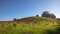 Winery Vineyard in rolling hills of Central California United Statesd Royalty Free Stock Photo