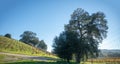 Winery Vineyard growing block in rolling hills of Central California United Statesd Royalty Free Stock Photo