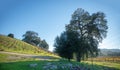 Winery Vineyard in rolling hills of Central California United Statesd Royalty Free Stock Photo