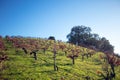 Winery Vineyard in rolling hills of Central California United Statesd Royalty Free Stock Photo