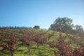 Winery Vineyard in rolling hills of Paso Robles in  Central California USA Royalty Free Stock Photo