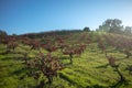 Vineyard in rolling hills of Central California U S A Royalty Free Stock Photo