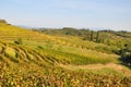 Winery and wine Friuli italy