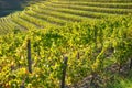 Winery and wine italy Royalty Free Stock Photo