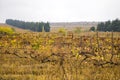 Winery and wine yard in Kakheti, Georgia. Landscape of grape trees valley Royalty Free Stock Photo