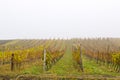 Winery and wine yard in Kakheti, Georgia. Landscape of grape trees valley Royalty Free Stock Photo