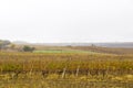 Winery and wine yard in Kakheti, Georgia. Landscape of grape trees valley Royalty Free Stock Photo